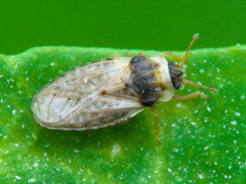 Piesma capitatum (Wolff, 1804)